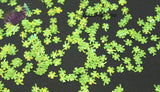 SOUR APPLE GREEN holo fx 4 Leaf Clover shpe glitter