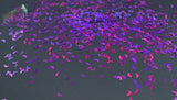 GRAPE NERDZ small BAT shaped Glitter- Pixie Shapes-
